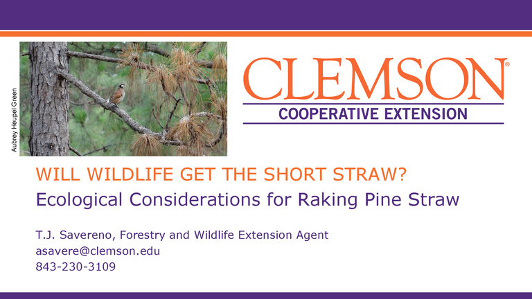 EcologicalPineStrawslides1.png