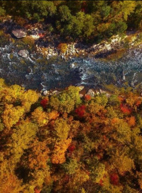 Forest2