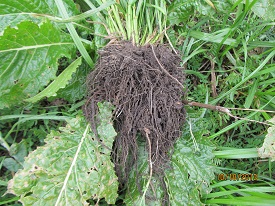 Webinar Preview Image