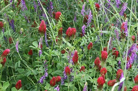 Webinar Preview Image