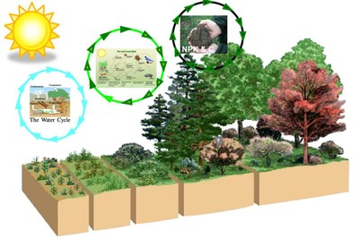 Cover Crop Diversity image