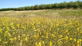 Webinar Preview Image