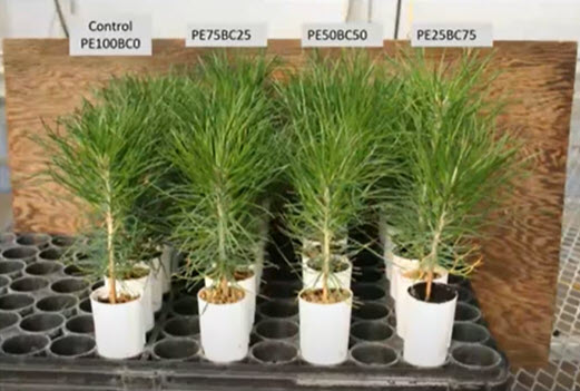 Seedlings-grown-in-biochar.jpg