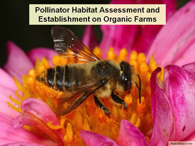 Pollinator Habitat