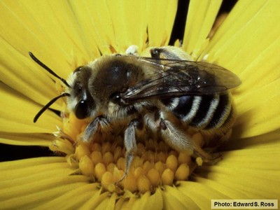 Farming for Bees