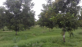 Webinar Preview Image