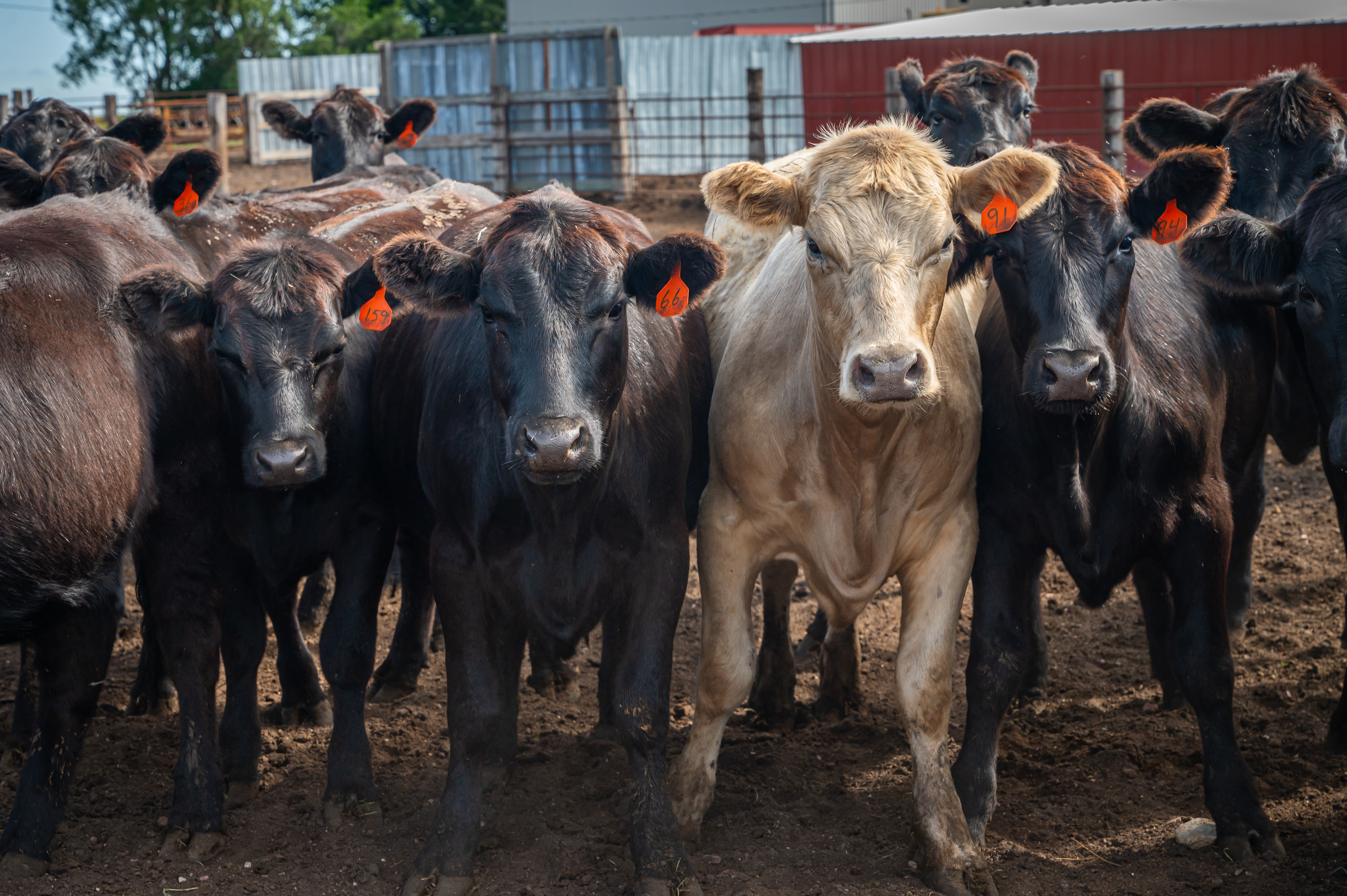 Livestock 101: Beef Cattle