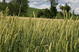 Webinar Preview Image