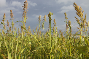 Webinar Preview Image