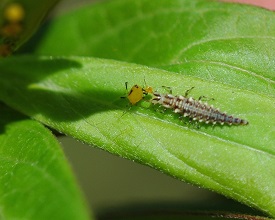 Webinar Preview Image