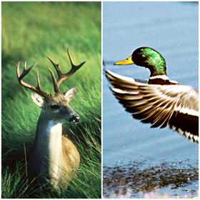 duck.png