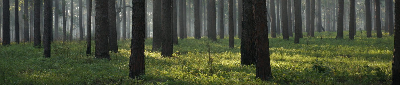 Southern Forest