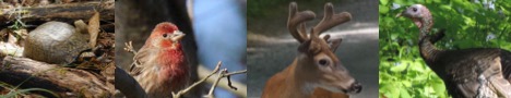 wildlife2