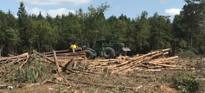 woodsite1.jpg